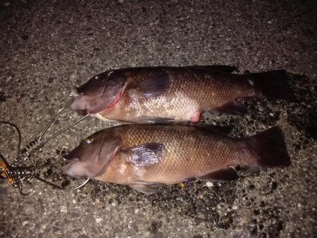 微妙なサイズのコブダイ